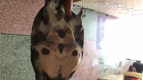 花蛤与花甲对比图