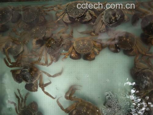 梭子蟹处理过程展示