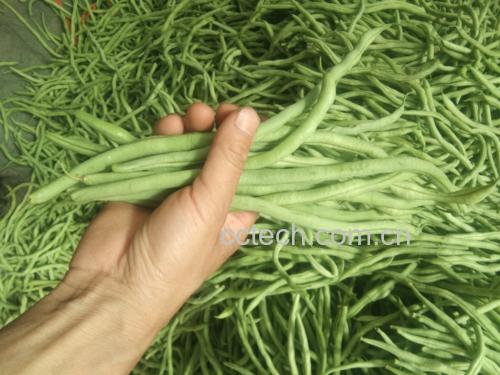 无筋豆与健康饮食理念结合图