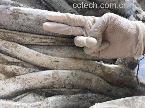 显微镜下的鱼鳞结构