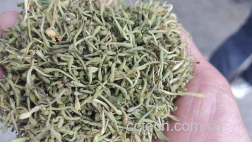 白芷用于缓解鼻炎症状