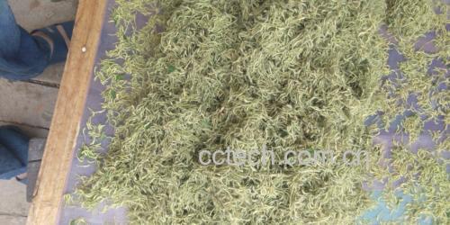 地骨皮药材与茶饮