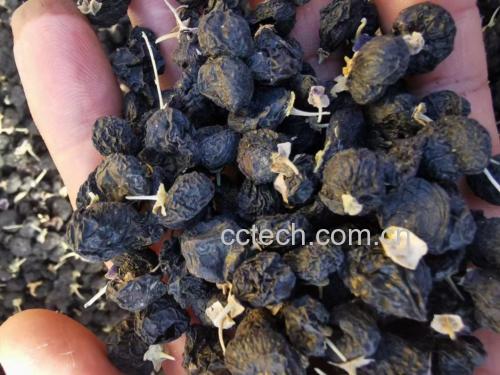 枸杞与白芷的药材图