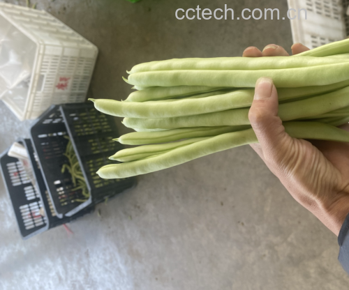 四季豆未完全煮熟的特写