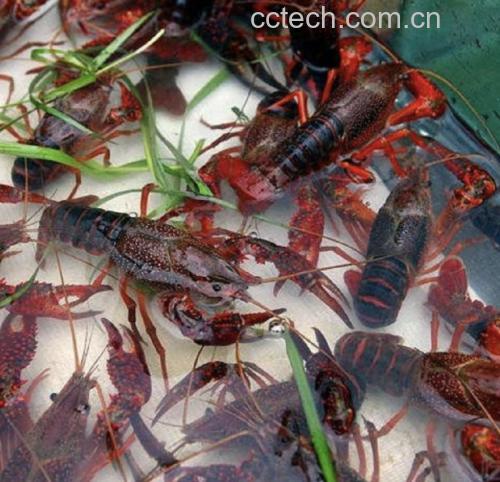 潜江麻辣小龙虾成品图