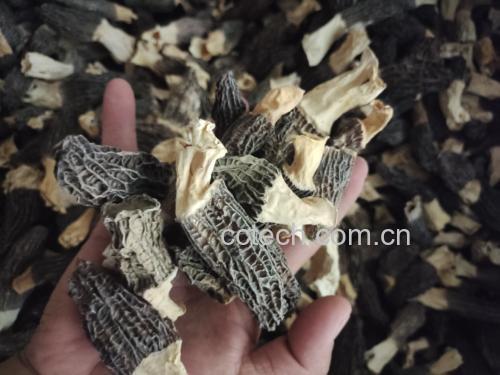 羊肚菌触感检测图