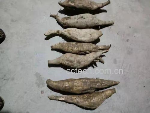 葛根与葛花对比图