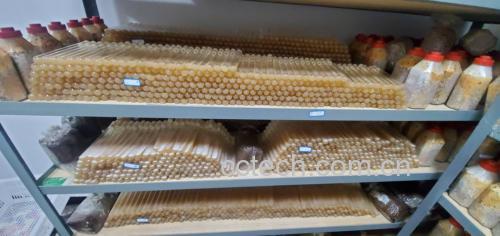 新鲜羊肚菌冷藏保存示意图