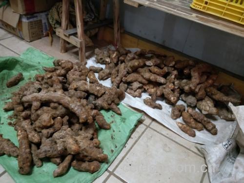 葛根与土茯苓的对比图