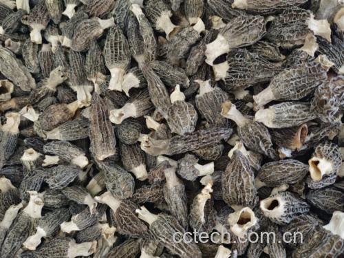 羊肚菌实物对比图