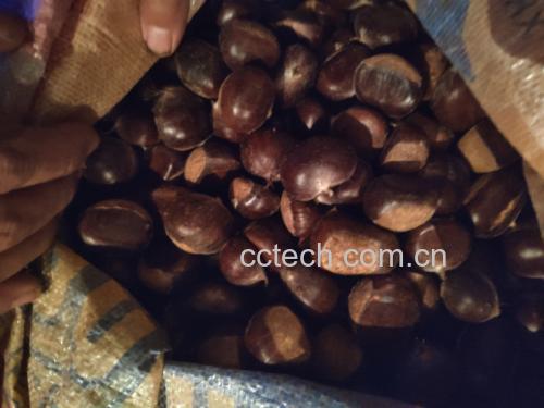 女性在厨房中犹豫是否食用栗子