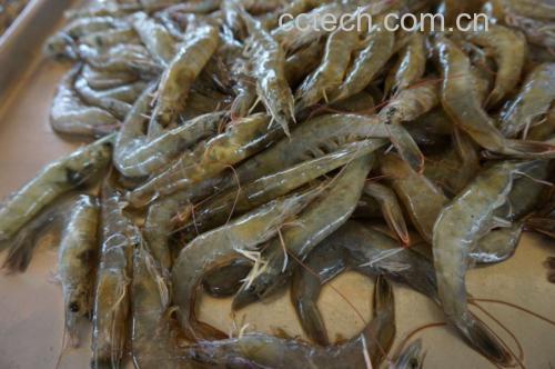 食材准备图