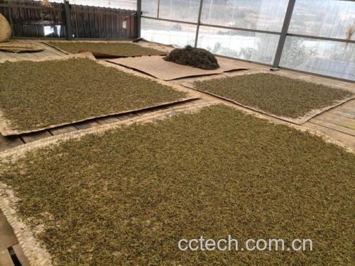 柿叶泡茶图