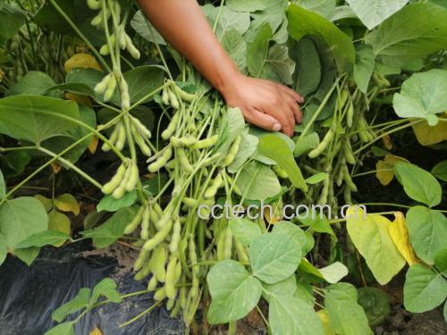大豆种植田实景图