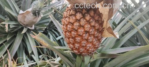 菠萝中毒后的常见症状