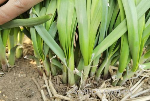 白根韭菜与紫根韭菜在不同烹饪方式下的应用图