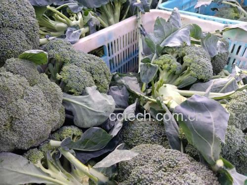 新鲜蘑菇与西兰花的市场选购图