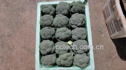西兰花清洗与切块过程
