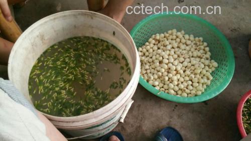 莲子泡水过程图