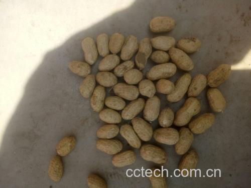 蚕豆与花生对比图