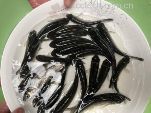 蒜苗烧鱼成品图