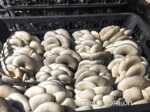 平菇炒葱花成品图