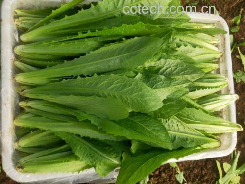 生菜与其他蔬菜搭配的健康餐盘