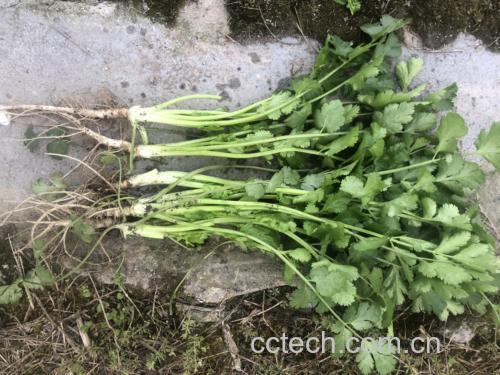 香菜根与其他食材搭配使用的厨房场景