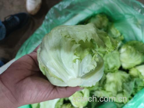包心生菜特写