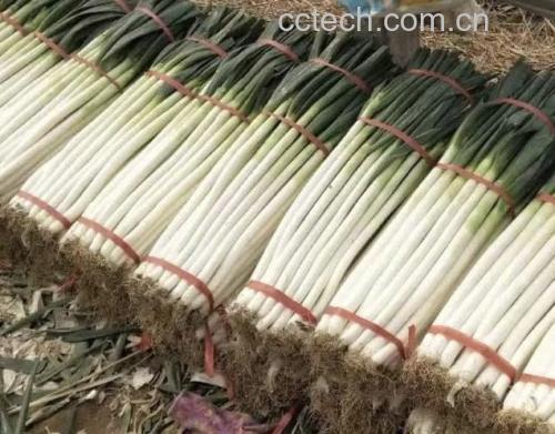 新鲜大葱的选购与保存示意图