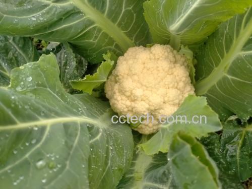 菜花健康食材
