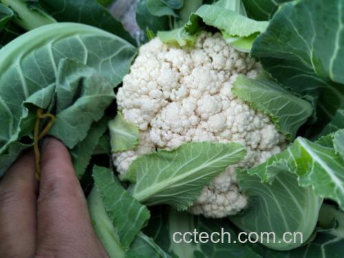 菜花发绿与正常菜花对比图