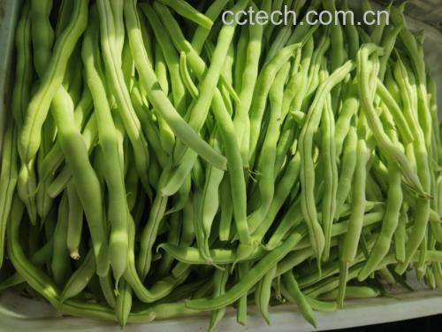 豆角烹饪技巧配图