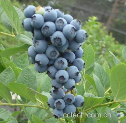 蓝莓制作成果汁的视觉呈现