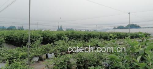 蓝莓横截面显微图