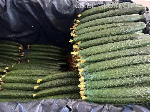 密刺黄瓜凉拌制作过程