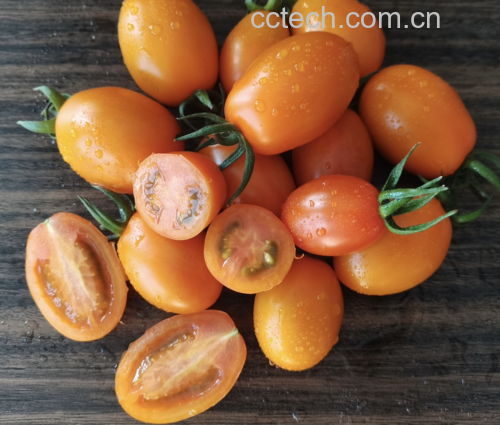 西红柿多样化食谱展示