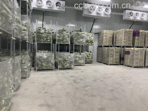 松花菜冷链运输示意图