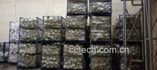 松花菜在超市货架上陈列图