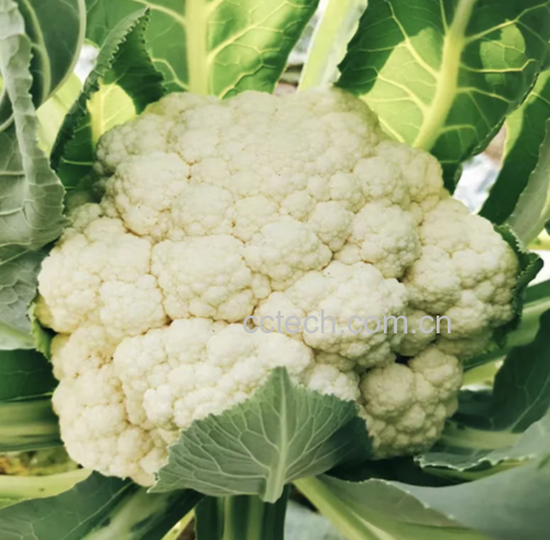 松花菜炒鸡蛋成品图