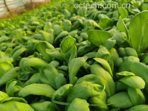 常见人青菜野菜图鉴