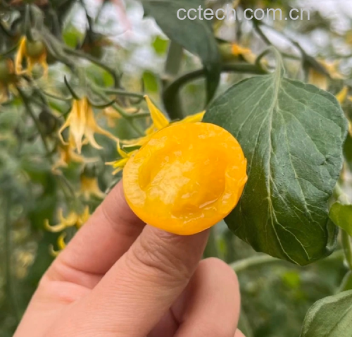 千禧圣女果成熟与未成熟对比图