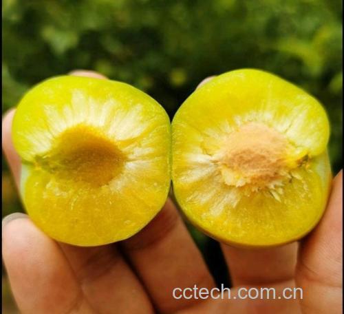 蜂糖李切片特写图
