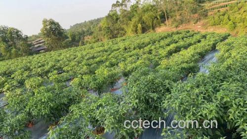绿色小米椒与红色小米椒对比图