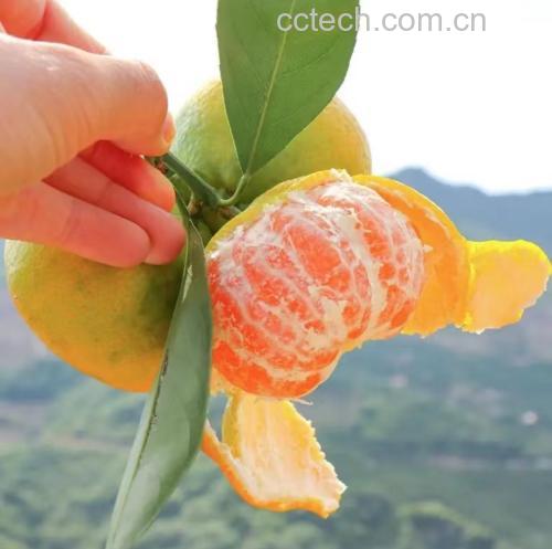 蜜橘与陈皮小柑胎对比图