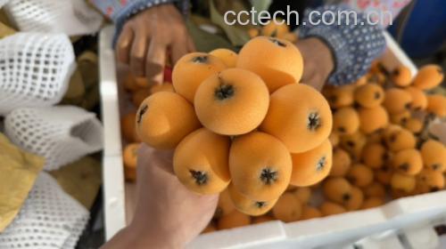 大五星枇杷与健康饮食搭配图