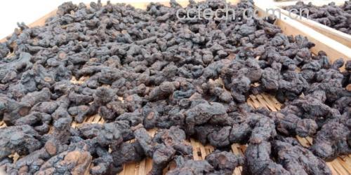 熟地黄与黑豆原材料图