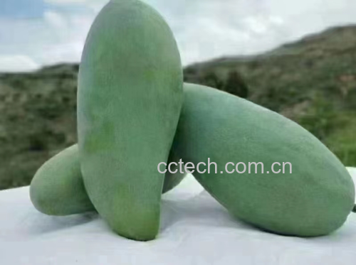 金煌芒果实特写