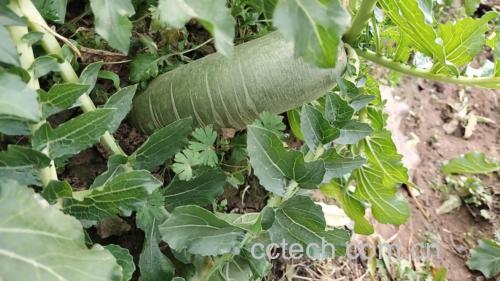 萝卜籽在萝卜植株中的位置