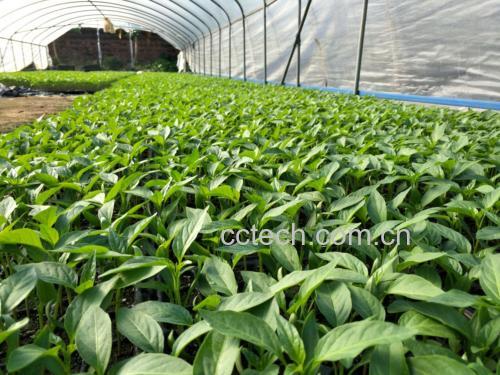 尖椒种植场景